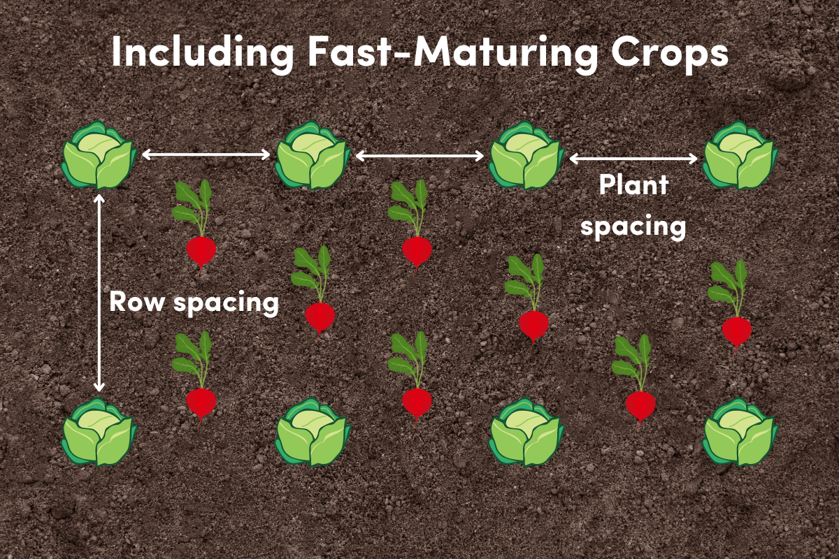 Spacing Matters Why Vegetable Plants Need to Keep Their Distance